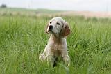 SETTER ANGLAIS 231